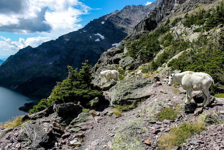 Mountain goats congregate atop Gunsight Pass in Glacier National Park.