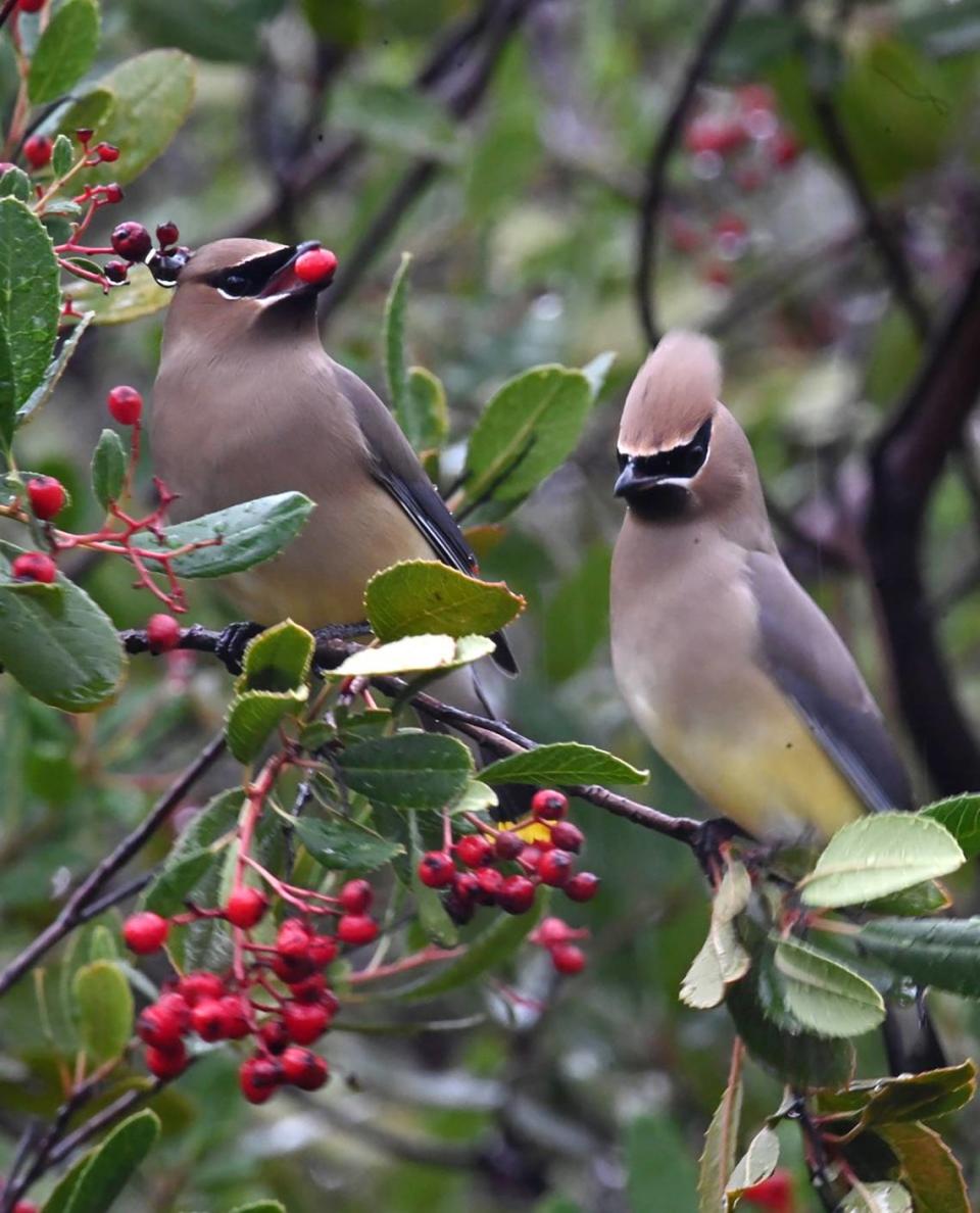 Cedar waxwings, taken by Harris Schoedl of Sonora, placed first in the youth wildlife category in a 2023 contest sponsored by the Central Sierra Environmental Resource Center.