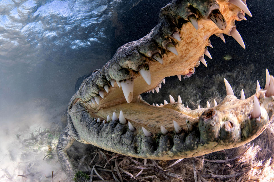 Crikey! Photographer gets up close with dangerous crocs