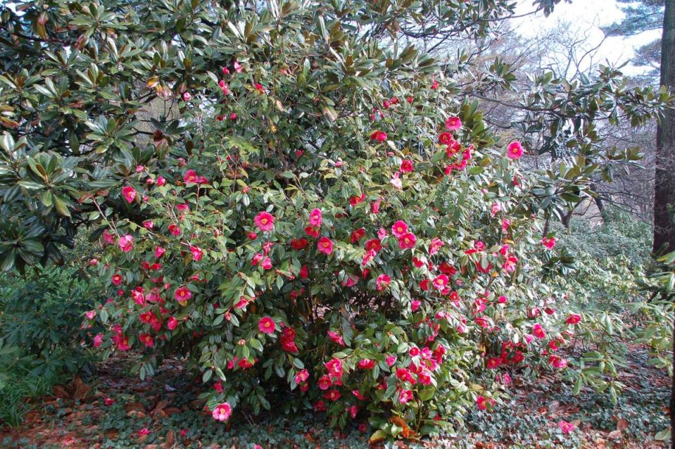 In 2018 Trewidden was awarded the International Camellia Society ‘Garden of Excellence’ award (AP)