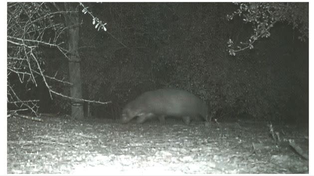 This animal was captured on a camera at Bentsen-Rio Grande Valley State Park.