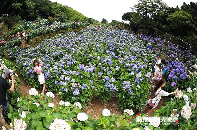 陽明山竹子湖繡球花地圖懶人包~2015/6/9花況（上篇）