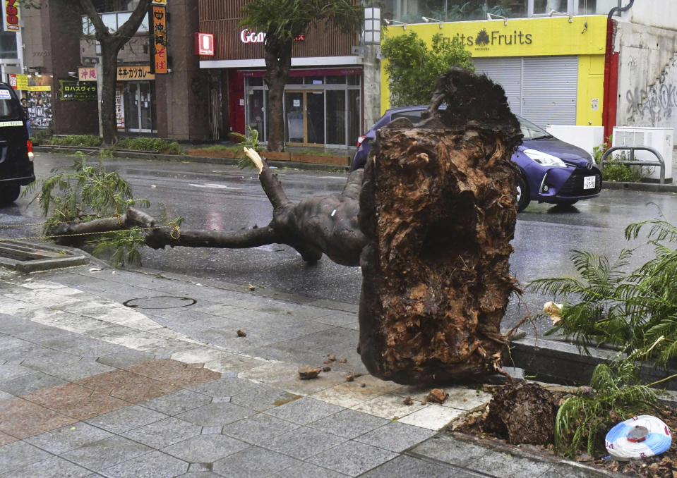 Vehicles move past a fallen tree in Naha, south of Okinawa, Japan, Wednesday, Aug. 2, 2023, as a typhoon was was affecting the Okinawa islands. A powerful typhoon slammed Okinawa and other islands in southwestern Japan Wednesday with high winds injuring multiple people as it moved west making its way toward mainland China. (Kyodo News via AP)