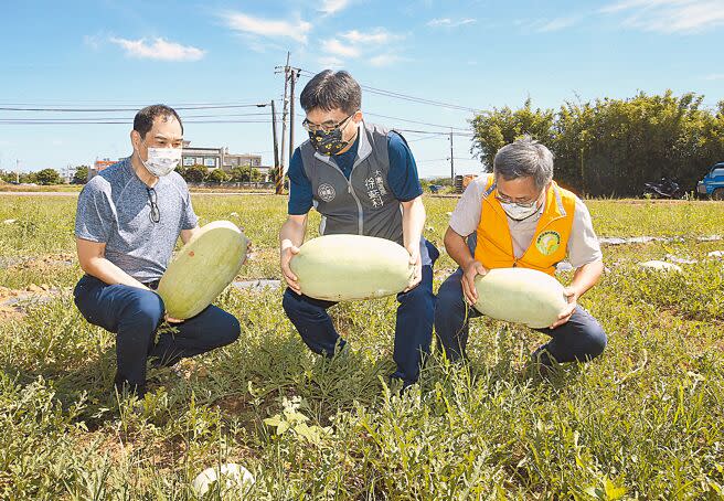 「桃機挺農民，關懷送愛心」活動，機場公司總經理但昭璧（左起）、大園區長徐藍科及溪海休閒農業協會理事長王應和一起下田採收西瓜。（范揚光攝）