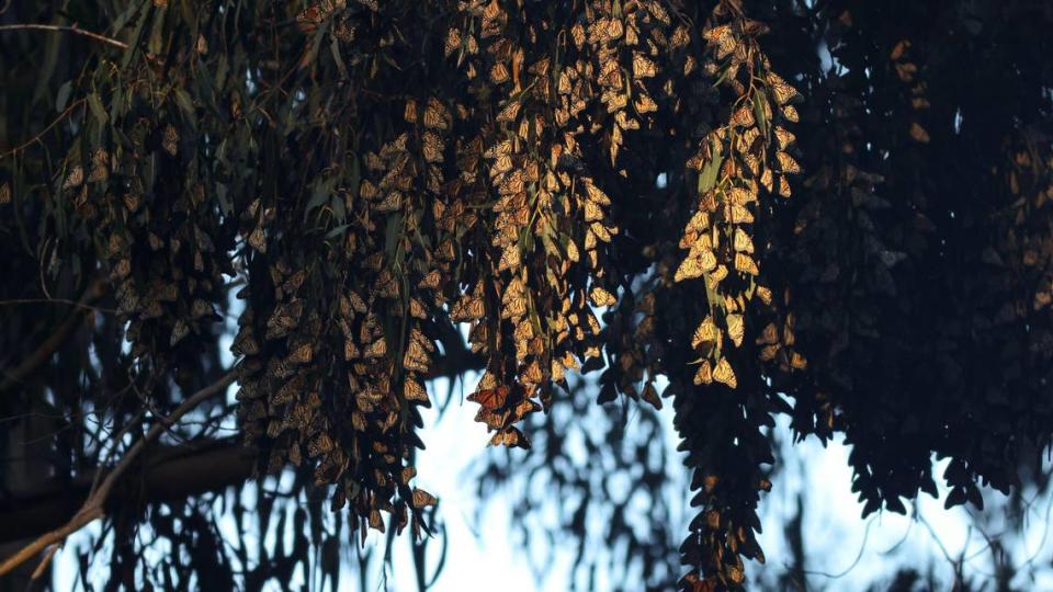 Butterflies hang from eucalyptus tree branches at sunset in the Pismo State Beach Monarch Butterfly Grove on Nov. 29, 2023.