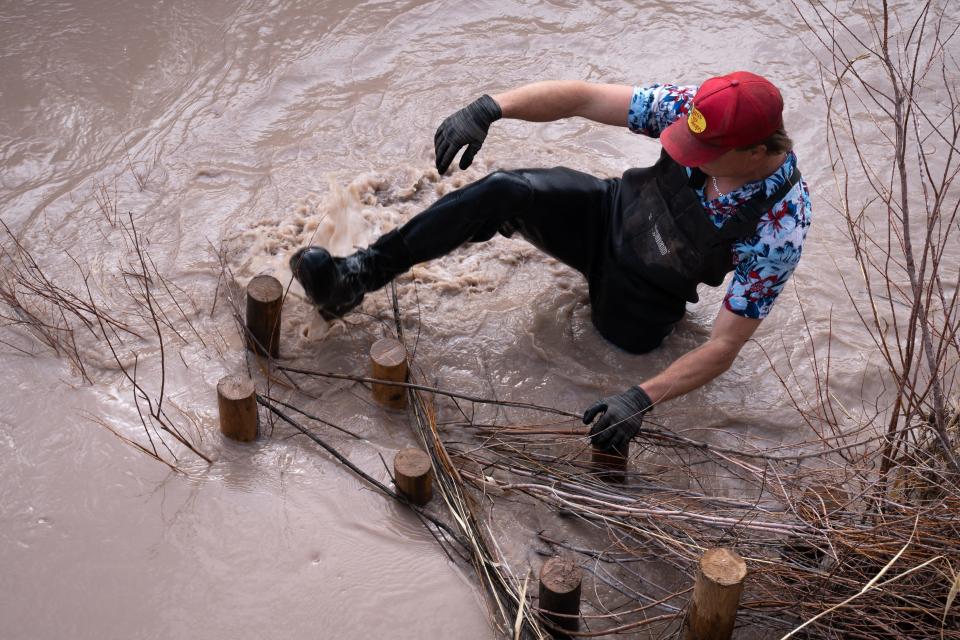 Aaron Lerdahl weaves willow branches into beaver dam analog structure on the San Rafael River near Green River, Utah, on March 24, 2023.