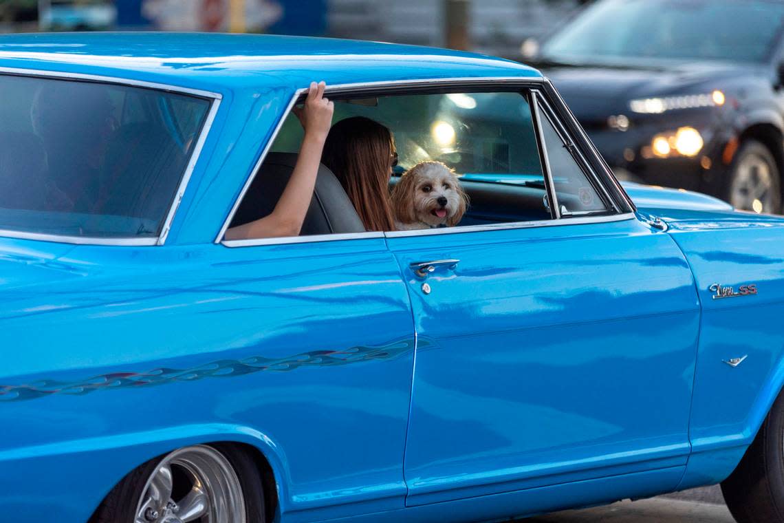 A vintage Chevrolet Nova SS with a canine riding shotgun cruises along Glenwood Avenue on Friday July 21, 2023 in Raleigh, N.C.
