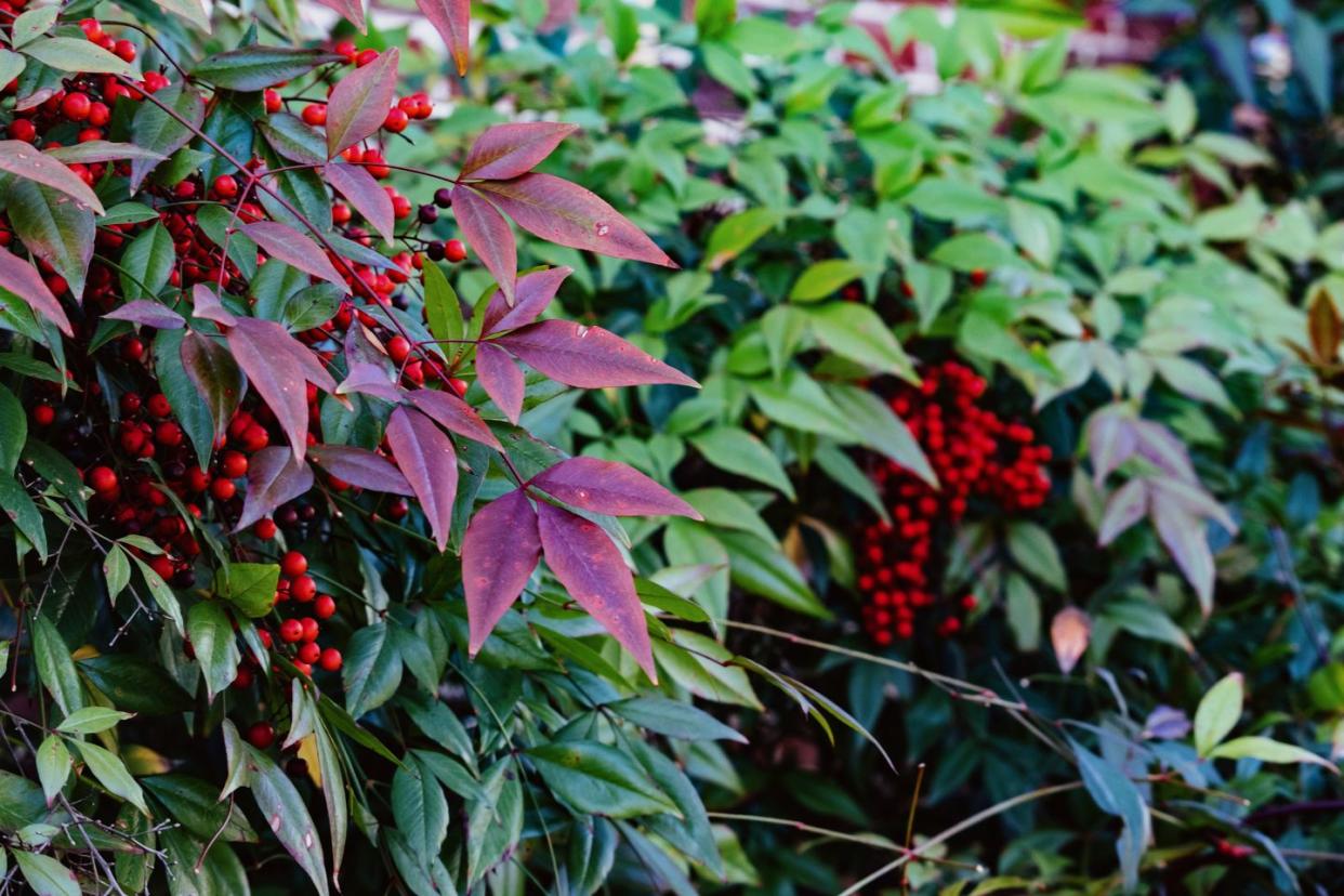 best privacy trees nandina