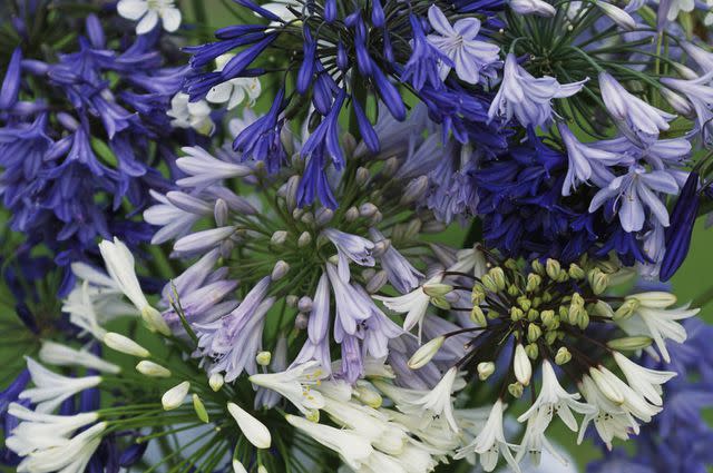 <p>Michelle Garrett/Getty Images</p> Even the pollen of Agapanthus africanus is lilac-blue.