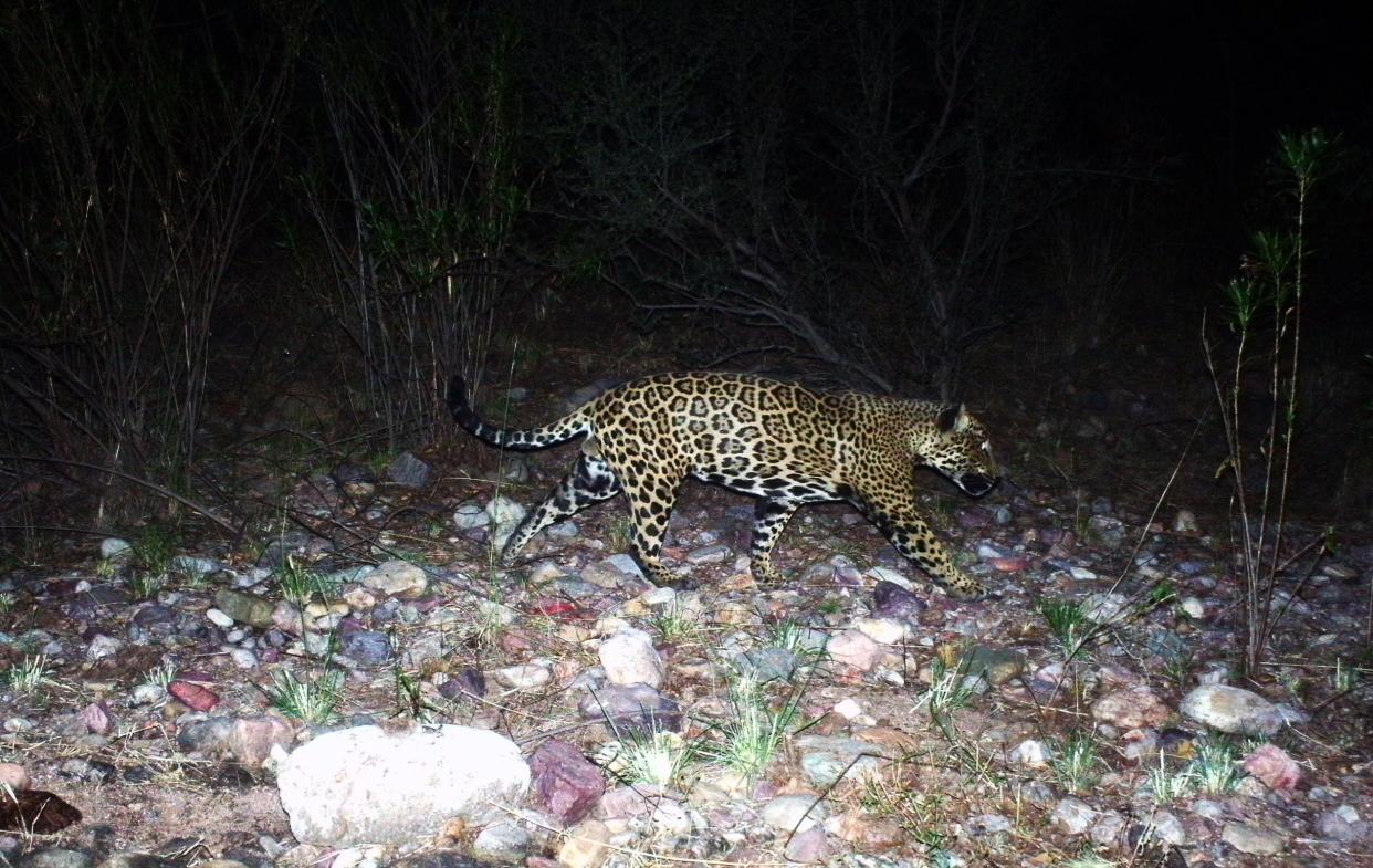 A jaguar known as "El Jefe" is captured on a trail camera in Sonora, Mexico. The cat was last seen seven years ago in the mountains outside of Tucson.