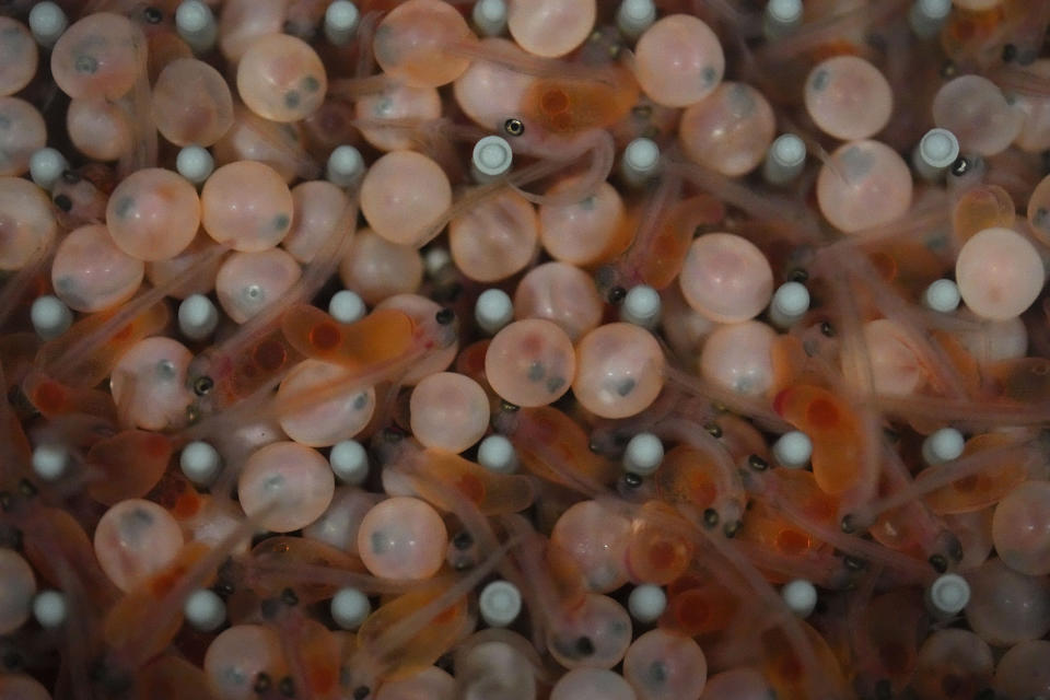 Hatched salmon with yolk sacs swim alongside unhatched eggs at the Atlantic Sapphire Bluehouse indoor salmon farm in Homestead, Fla., on June 28, 2023. The company's system relies on an uncommon feature of the groundwater near the warehouse's location: Salmon need both fresh and salt water, and both are found nearby. (AP Photo/Rebecca Blackwell)