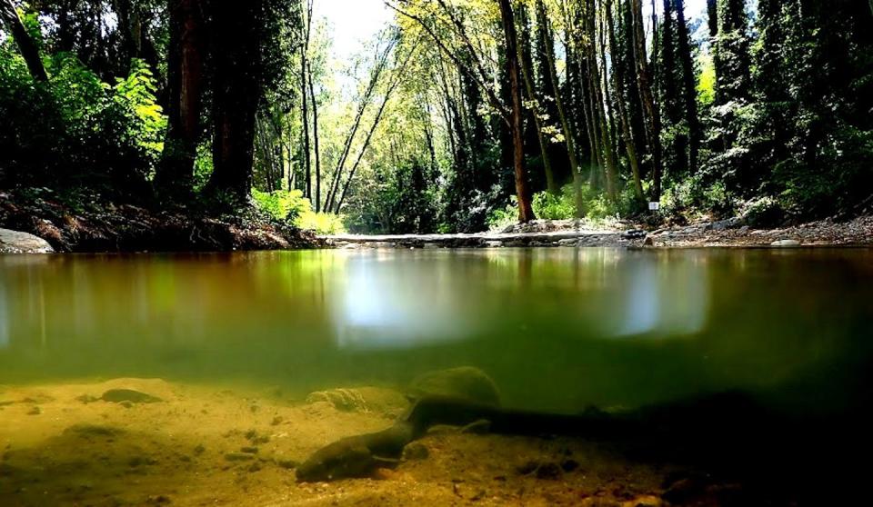 A European eel in a river in Girona, Spain. Autor: Lluís Zamora.