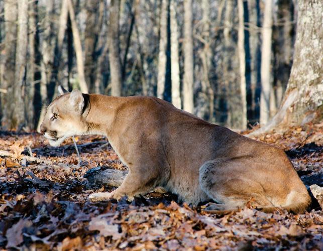 Mountain lions prefer vegetative cover or rocky, rugged terrain, generally in areas of low human habitation.