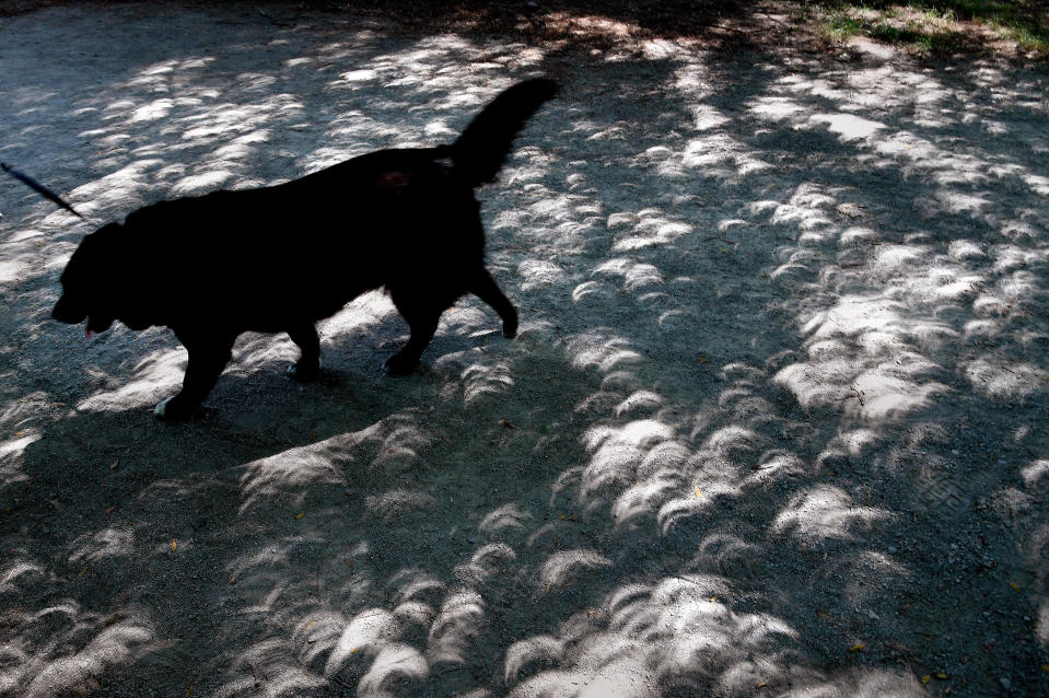 Crescents that are the shadows of the eclipse could be seen on the ground through the shade of trees during the event at the eclipse at the 