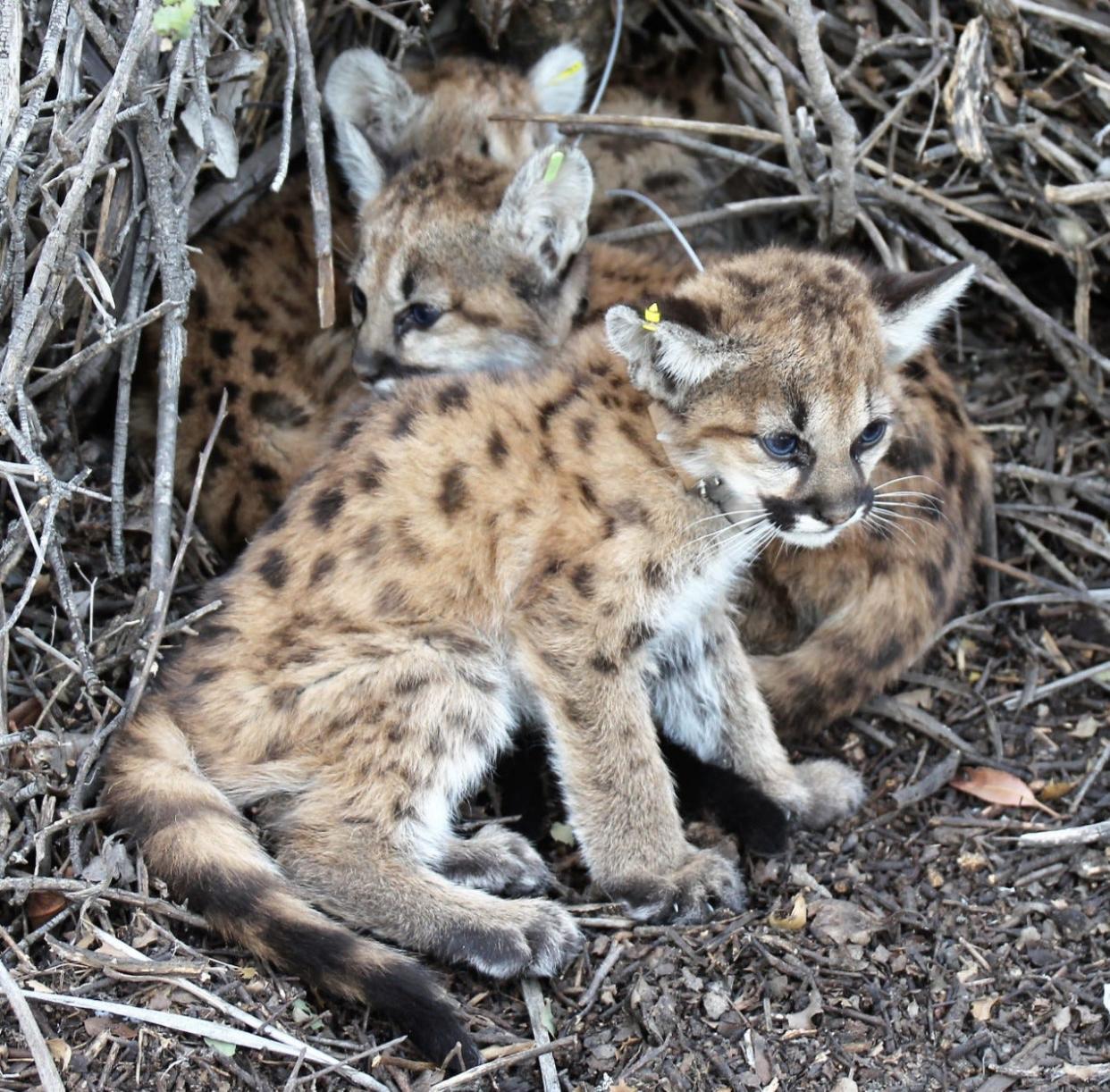 National Park Service biologists assisted the California Department of Fish and Wildlife on a rescue of four mountain lion kittens discovered  near a Thousand Oaks office building.