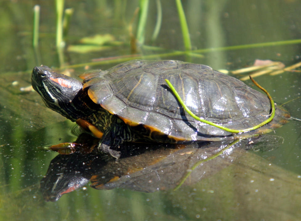 A red-eared slider basks in the sun at the Prospect Park Zoo, Monday, May 22, 2006 in Brooklyn, New York. May 23 is World Turtle Day, a day established as an effort to protect the number of turtle species that have become critically endangered due to their popularity in the food and traditional medicine trade.  (AP Photo/Mary Schwalm)