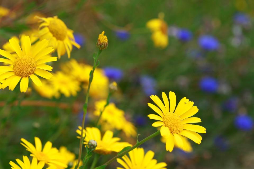 3) Corn Marigold (Glebionis segetum)