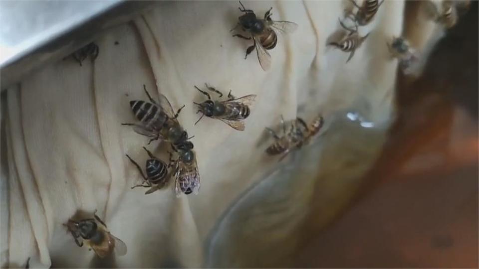 湯圓老店吸引大批「蜂」潮　奇妙景象專家釋疑