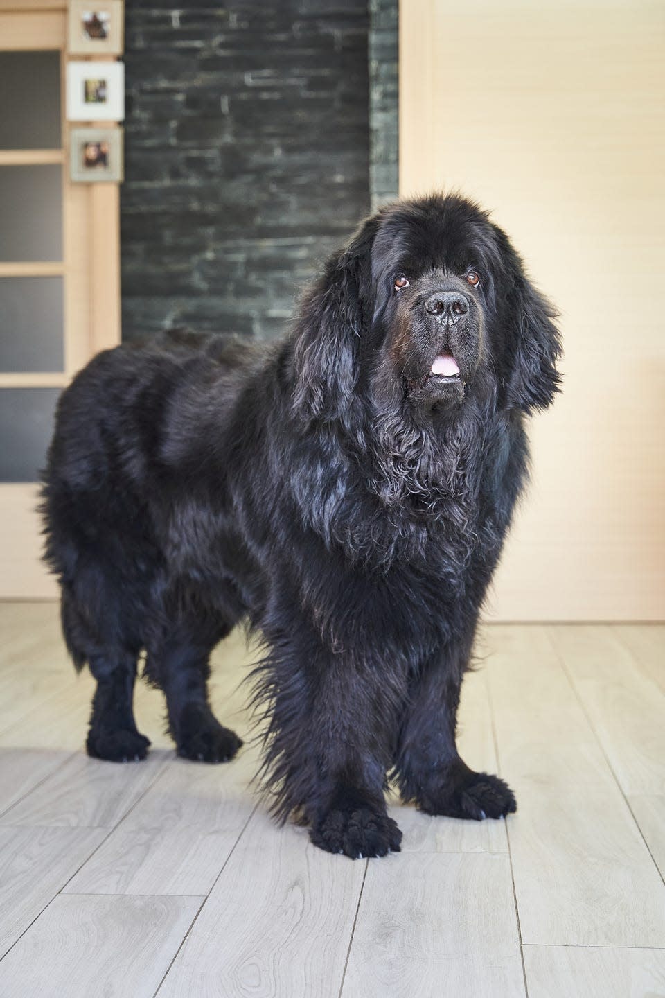 best large breed dogs newfoundland