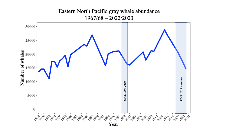 Pacific gray whale numbers over the years.