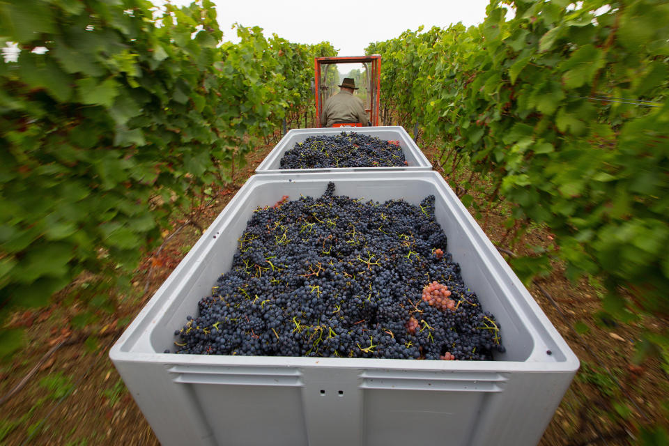 A tractor transports crates of grapes during the pinot noir harvest.