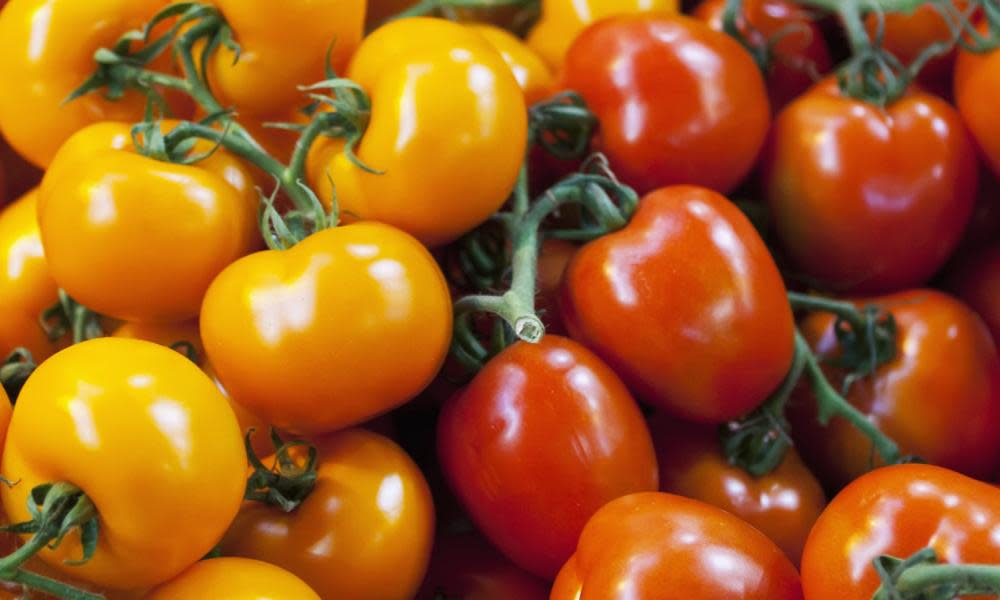 Yellow and red tomatoes next to each other