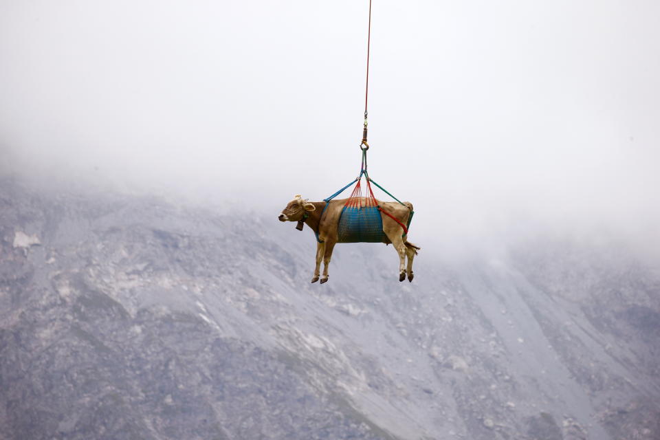 A cow is transported by a helicopter after its summer sojourn in the high Swiss Alpine meadows near the Klausenpass, Switzerland August 27, 2021. REUTERS/Arnd Wiegmann