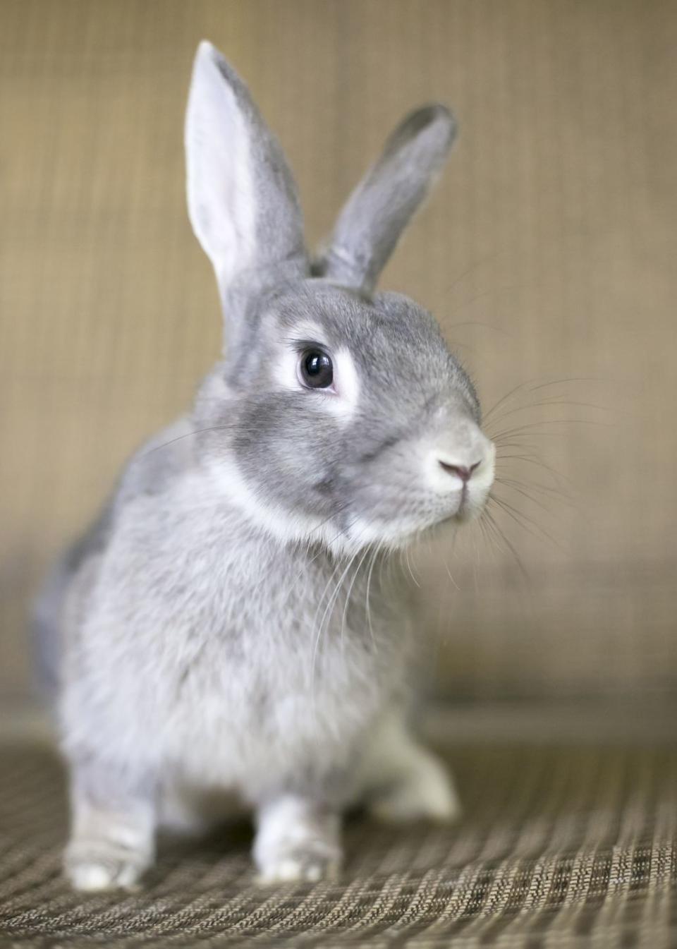 rabbit breed giant chinchilla