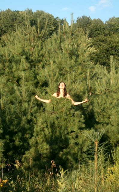 Wisconsin's white pine dress