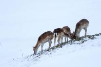 Fallow deer graze on a small patch of grass untouched by snow (James Shooter / Rex Features)