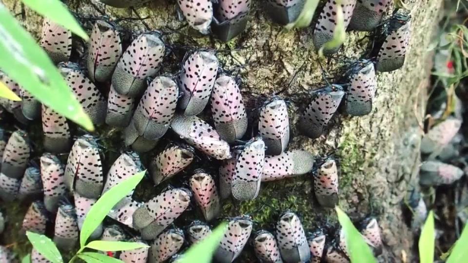 A spotted lanternfly infestation. Many jurisdictions, including Pennsylvania, encourage the elimination of spotted lanternflies and their eggs, for the damage the invasive species does to the environment.