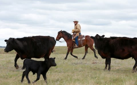 KC Weingart herding his cattle - Credit: Jackie Jensen for the Telegraph