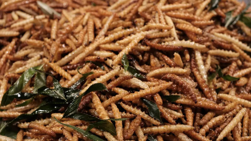 Los gusanos de maguey son usados en la gastronomía mexicana para salsas o para preparar sales que acompañan al mezcal.