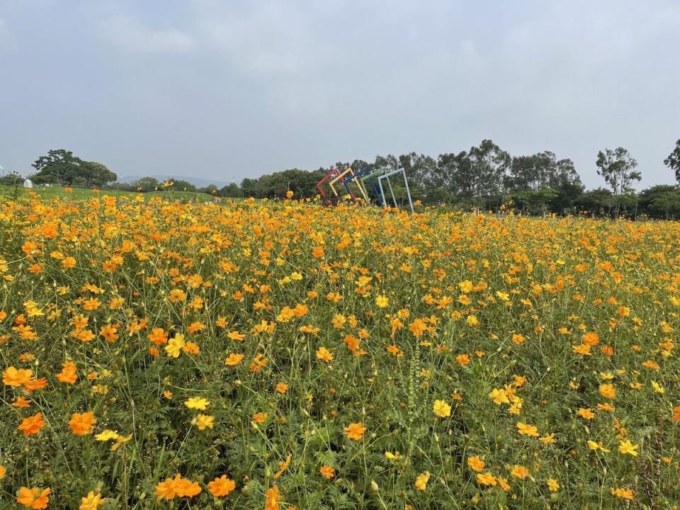 一望無際的波斯菊花海將大地染成橘黃色。   圖：台中市政府建設局／提供