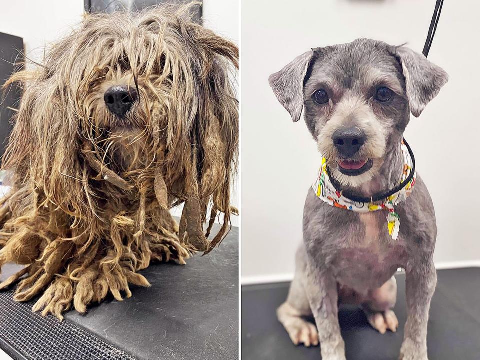 before and after grooming images of Ottie