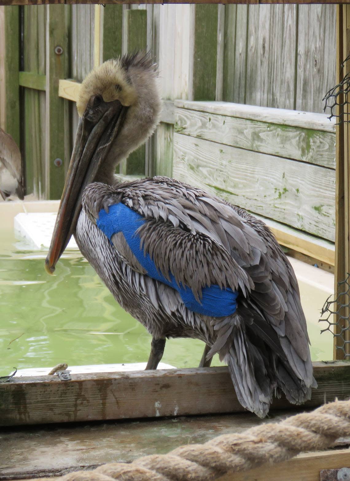 The Sea Biscuit Wildlife Shelter on Oak Island has taken in several brown pelicans that survived serious breaks or puncture wounds to their wings. Most of the birds will die, shelter operator Mary Ellen Rogers said.