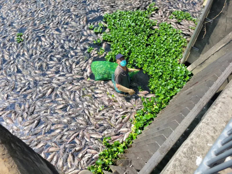 ▲台中頭汴坑溪數萬魚群暴斃，相關單位派員撈除。（圖／江和樹提供，2024.03.25）