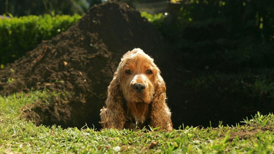 Cocker Spaniel sitting in dug out hole