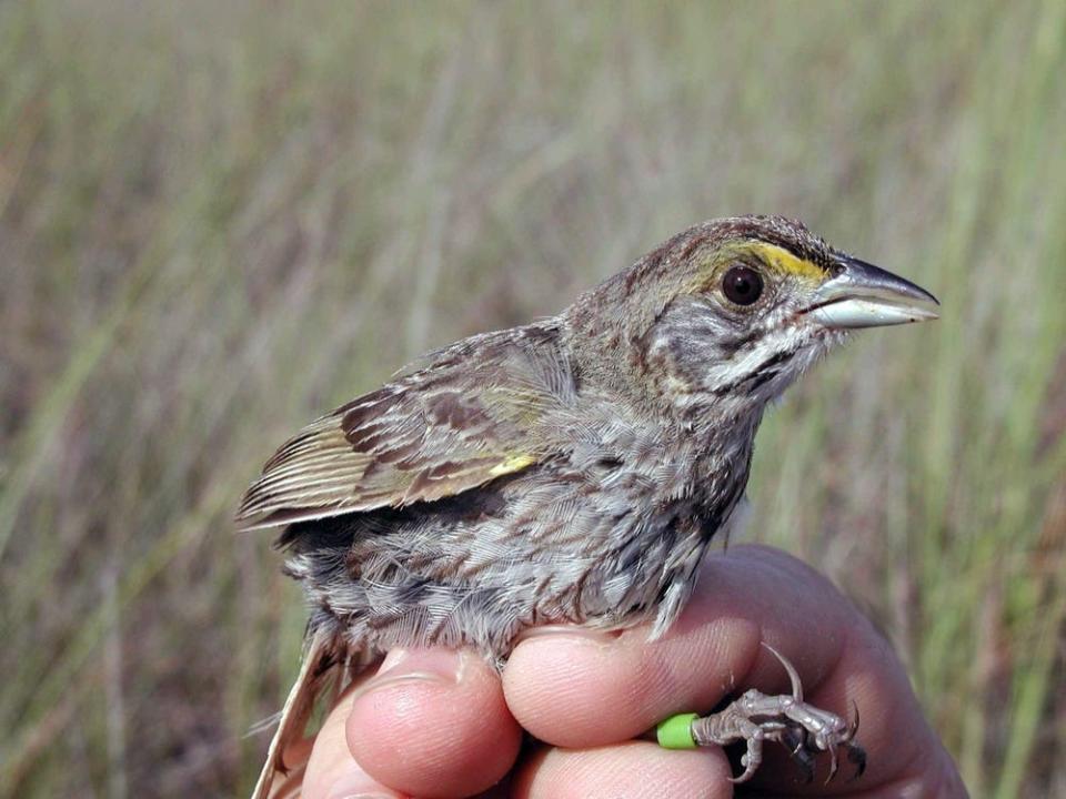 A Cape Sable seaside sparrow after banding by U.S. Fish and Wildlife Service biologists.