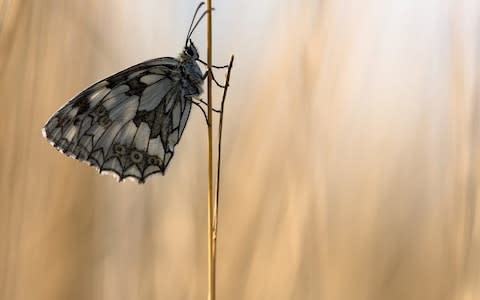 A marbled white resting on a stalk - Credit: Rob Blanken