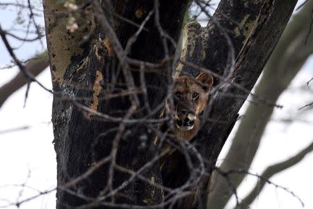 A lion sits in a tree at Lake Nakuru National Park, Kenya, August 18, 2015. The Park is home to some of the world's most majestic wildlife including lions, rhinos, zebras and flamingos. REUTERS/Joe Penney