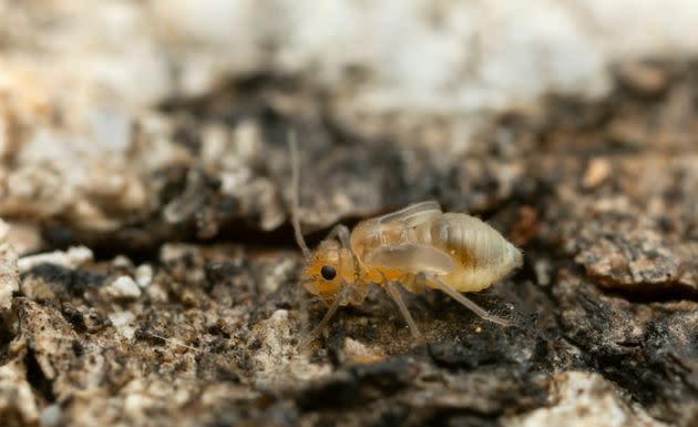 Booklouse on bark, macro photo with high magnification.