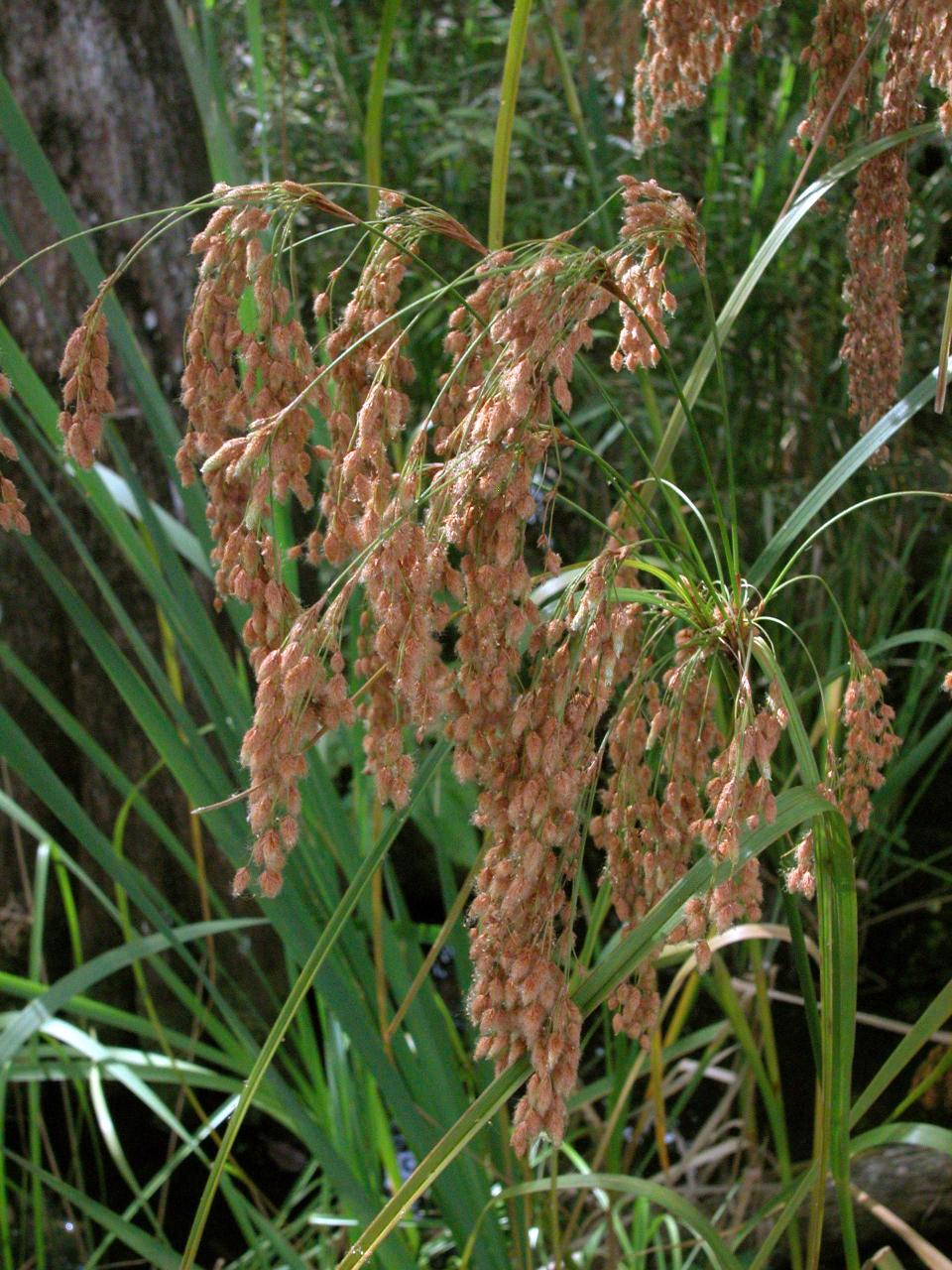 Wool sedge is part of a large family with many thousands of species, especially in the tropics, and warm temperate regions.