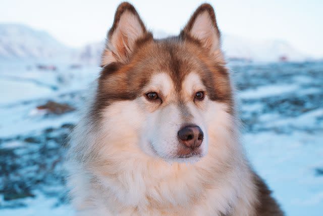 <p>Cecilia Blomdahl</p> Grim the Finnish Lapphund