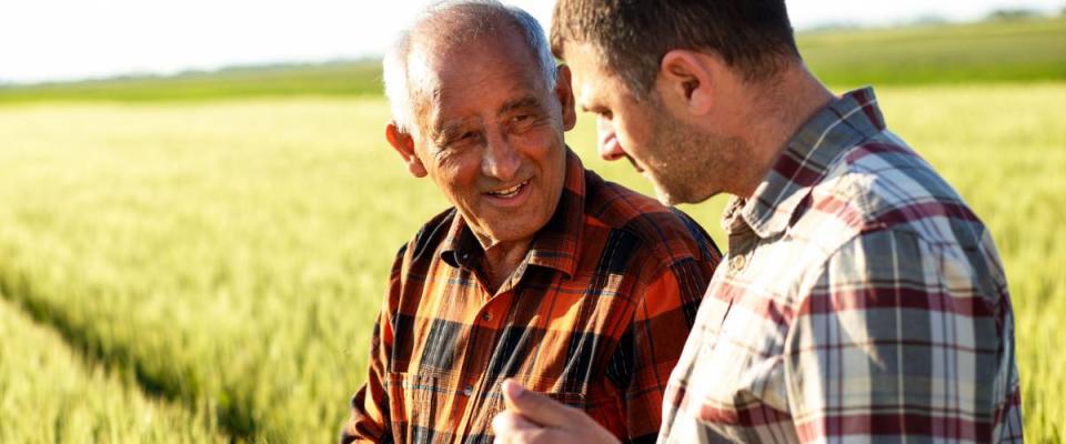 Two farmers in a field examining wheat crop.