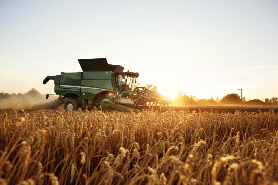 Combine harvester in front of the setting sun. Wheat field.