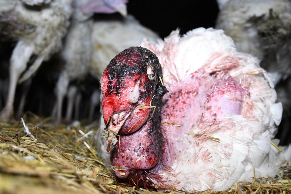 The groups claims Gravel Farm provide turkey meat to Avara Foods who supply to Sainsbury's. Birds were left with bloodied.  