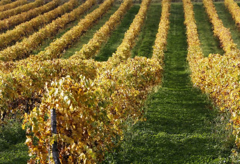 FILE PHOTO: A vineyard in Cognac, France