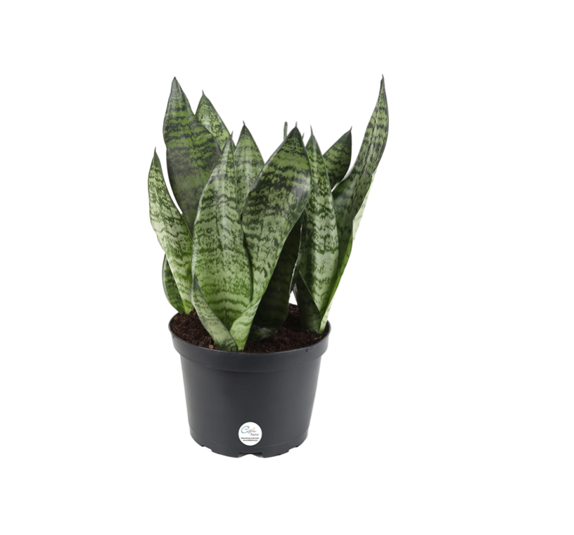 Snake Plant