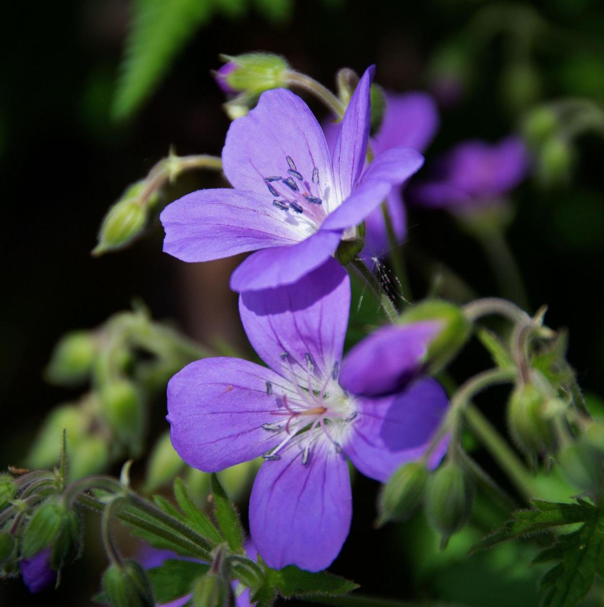 Geranium 'Mayflower'